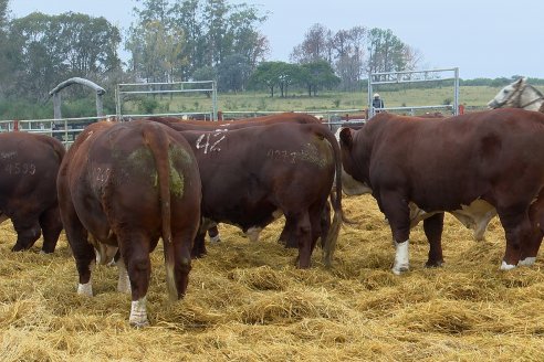 Dia a Campo Estancia Buena Esperanza - Los Conquistadores, E.Ríos - Remate 6 de Julio 2023