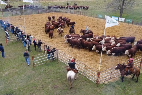 Estancia Buena Esperanza subasta sus mejores toros y vaquillas de las razas Hereford y Braford