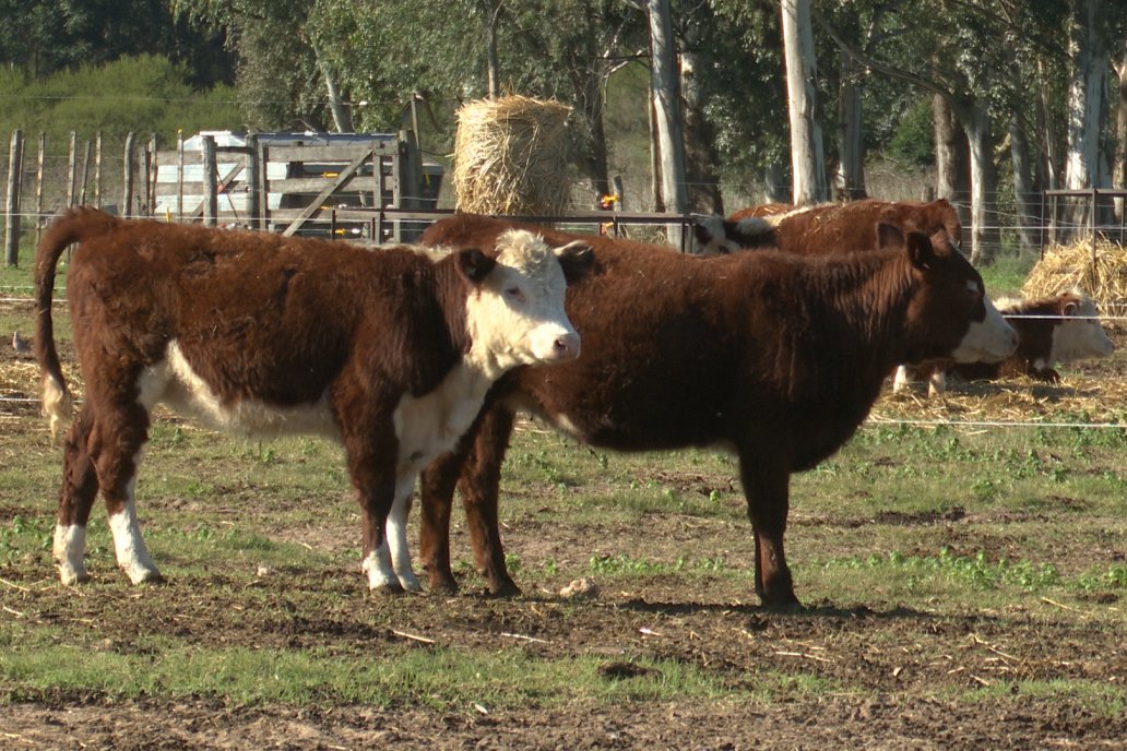 Por lógica, el productor preserva lo que le sirve y liquida las vacas secas. Por lógica, el productor preserva lo que le sirve y liquida las vacas secas.