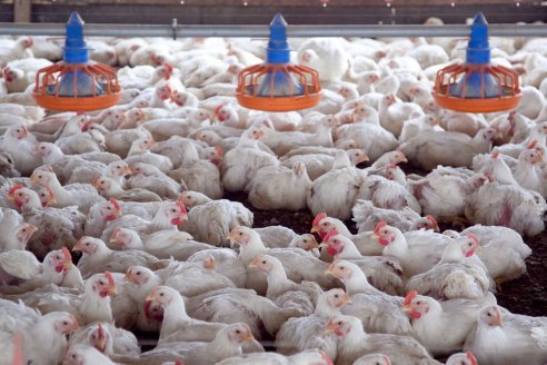 Empiezan a cobrar los granjeros afectados por influenza aviar