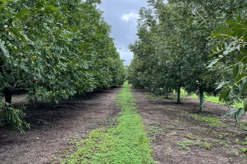 Se abre una oportunidad gigante para la exportación de las nueces pecanes argentinas