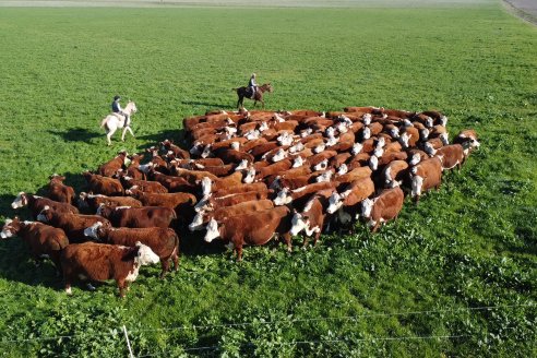 Sustentabilidad: elaboran aditivos antioxidantes a partir de un desecho de la industria de la carne