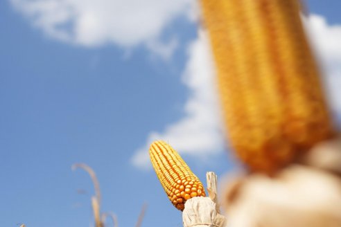 Con la devaluación de este lunes, modificaron el dólar agro y alteran los precios del maíz para consumo