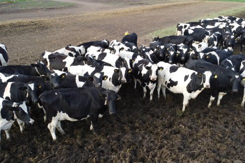 En Argentina, el precio de equilibrio de un litro de leche es de 135 pesos