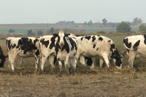 Visita al tambo robotico de los Hermanos Kemerer - Aldea San Rafael, Entre Rios