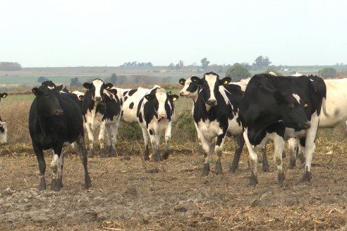 Visita al tambo robotico de los Hermanos Kemerer - Aldea San Rafael, Entre Rios