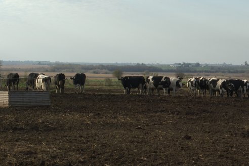 Visita al tambo robotico de los Hermanos Kemerer - Aldea San Rafael, Entre Rios