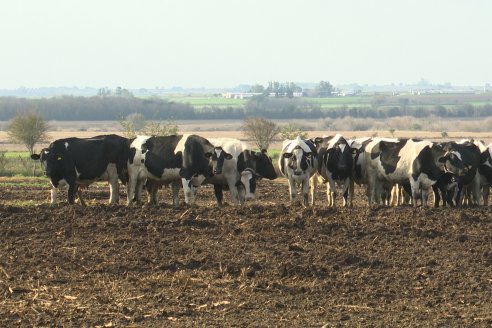 Visita al tambo robotico de los Hermanos Kemerer - Aldea San Rafael, Entre Rios