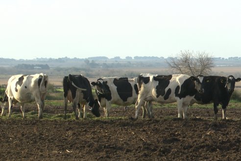 Visita al tambo robotico de los Hermanos Kemerer - Aldea San Rafael, Entre Rios