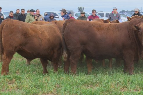 Dia de Campo Cabaña Bajo Fértil con genética L´Arachide - 3° Remate Anual Angus de Los Colorados del Centro