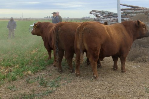 Dia de Campo Cabaña Bajo Fértil con genética L´Arachide - 3° Remate Anual Angus de Los Colorados del Centro