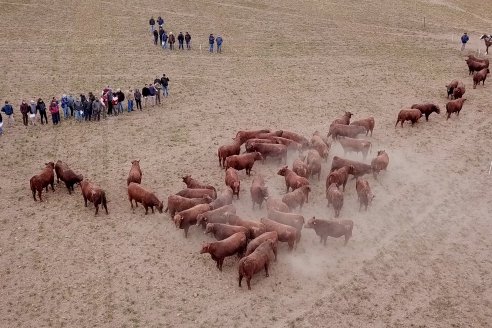 Dia de Campo Cabaña Bajo Fértil con genética L´Arachide - 3° Remate Anual Angus de Los Colorados del Centro