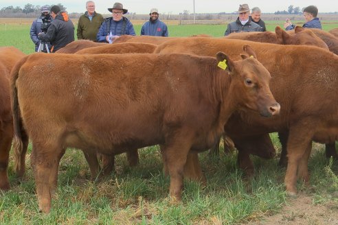 Dia de Campo Cabaña Bajo Fértil con genética L´Arachide - 3° Remate Anual Angus de Los Colorados del Centro