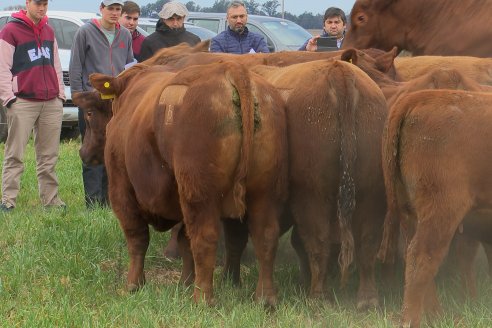 Dia de Campo Cabaña Bajo Fértil con genética L´Arachide - 3° Remate Anual Angus de Los Colorados del Centro