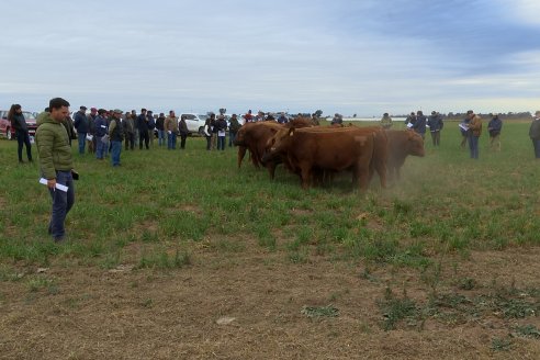 Dia de Campo Cabaña Bajo Fértil con genética L´Arachide - 3° Remate Anual Angus de Los Colorados del Centro