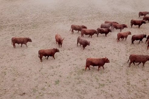 Dia de Campo Cabaña Bajo Fértil con genética L´Arachide - 3° Remate Anual Angus de Los Colorados del Centro