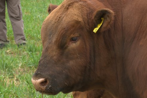 Dia de Campo Cabaña Bajo Fértil con genética L´Arachide - 3° Remate Anual Angus de Los Colorados del Centro