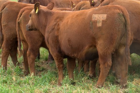 Dia de Campo Cabaña Bajo Fértil con genética L´Arachide - 3° Remate Anual Angus de Los Colorados del Centro