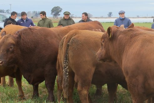 Dia de Campo Cabaña Bajo Fértil con genética L´Arachide - 3° Remate Anual Angus de Los Colorados del Centro