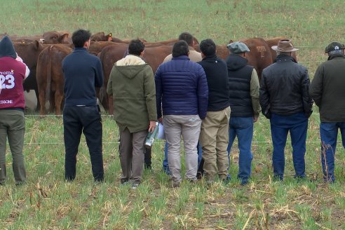 Dia de Campo Cabaña Bajo Fértil con genética L´Arachide - 3° Remate Anual Angus de Los Colorados del Centro