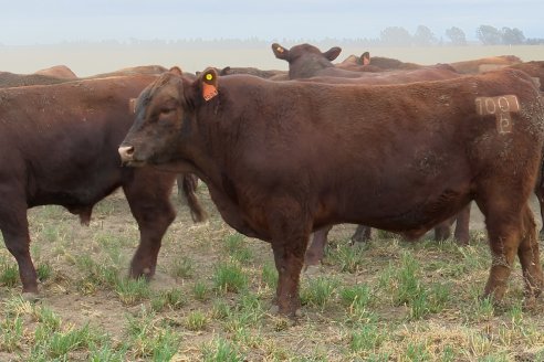 Dia de Campo Cabaña Bajo Fértil con genética L´Arachide - 3° Remate Anual Angus de Los Colorados del Centro