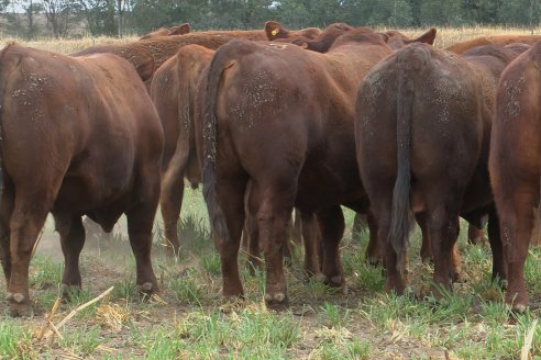 Dia de Campo Cabaña Bajo Fértil con genética L´Arachide - 3° Remate Anual Angus de Los Colorados del Centro