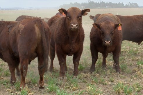 Dia de Campo Cabaña Bajo Fértil con genética L´Arachide - 3° Remate Anual Angus de Los Colorados del Centro