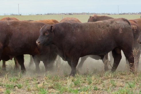 Dia de Campo Cabaña Bajo Fértil con genética L´Arachide - 3° Remate Anual Angus de Los Colorados del Centro