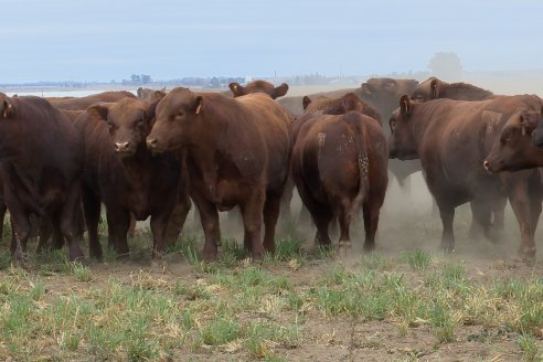 Dia de Campo Cabaña Bajo Fértil con genética L´Arachide - 3° Remate Anual Angus de Los Colorados del Centro