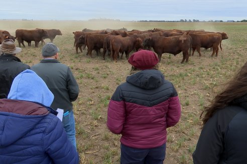 Dia de Campo Cabaña Bajo Fértil con genética L´Arachide - 3° Remate Anual Angus de Los Colorados del Centro