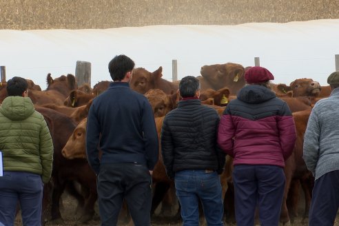 Dia de Campo Cabaña Bajo Fértil con genética L´Arachide - 3° Remate Anual Angus de Los Colorados del Centro