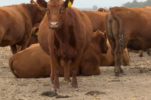 Dia de Campo Cabaña Bajo Fértil con genética L´Arachide - 3° Remate Anual Angus de Los Colorados del Centro