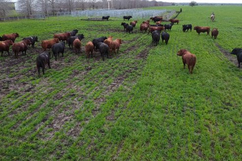 Día de Campo Estancia Don Pastor - Lucas Norte, Entre Ríos - Previa del Remate del 4 de Agosto 2023