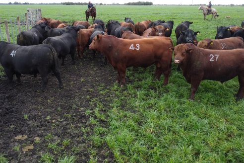 Día de Campo Estancia Don Pastor - Lucas Norte, Entre Ríos - Previa del Remate del 4 de Agosto 2023