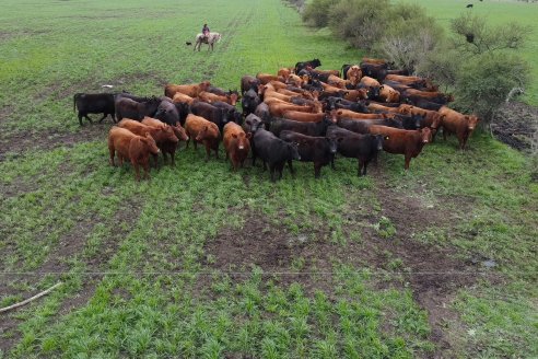 Día de Campo Estancia Don Pastor - Lucas Norte, Entre Ríos - Previa del Remate del 4 de Agosto 2023