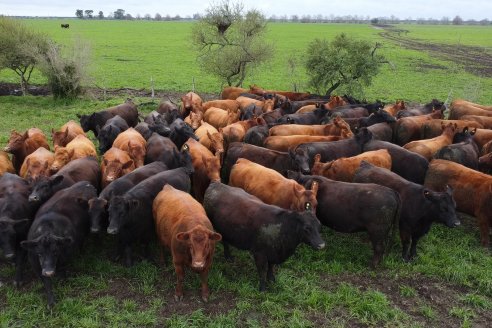 Día de Campo Estancia Don Pastor - Lucas Norte, Entre Ríos - Previa del Remate del 4 de Agosto 2023