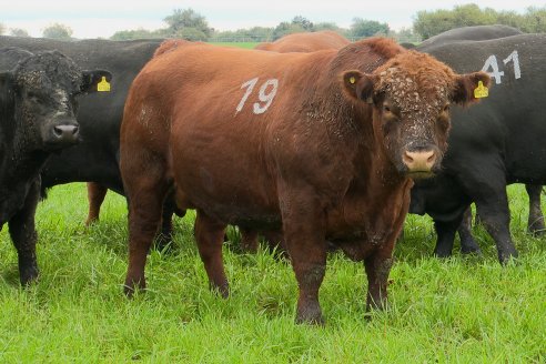 Día de Campo Estancia Don Pastor - Lucas Norte, Entre Ríos - Previa del Remate del 4 de Agosto 2023