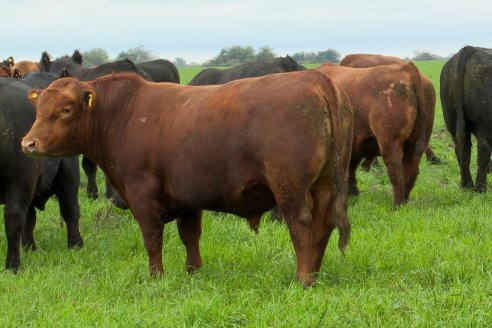 Día de Campo Estancia Don Pastor - Lucas Norte, Entre Ríos - Previa del Remate del 4 de Agosto 2023