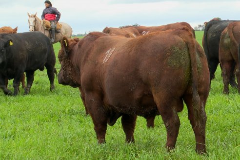 Día de Campo Estancia Don Pastor - Lucas Norte, Entre Ríos - Previa del Remate del 4 de Agosto 2023