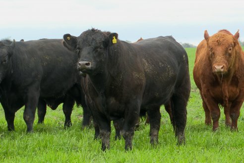 Día de Campo Estancia Don Pastor - Lucas Norte, Entre Ríos - Previa del Remate del 4 de Agosto 2023