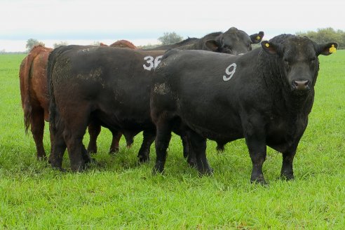 Día de Campo Estancia Don Pastor - Lucas Norte, Entre Ríos - Previa del Remate del 4 de Agosto 2023