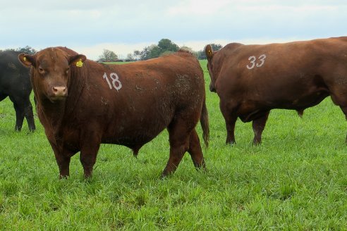 Día de Campo Estancia Don Pastor - Lucas Norte, Entre Ríos - Previa del Remate del 4 de Agosto 2023