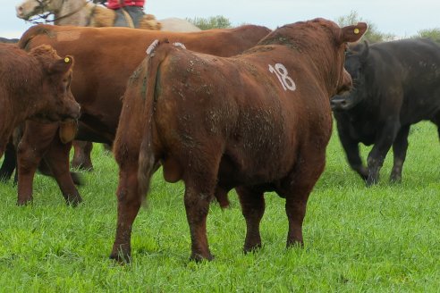 Día de Campo Estancia Don Pastor - Lucas Norte, Entre Ríos - Previa del Remate del 4 de Agosto 2023