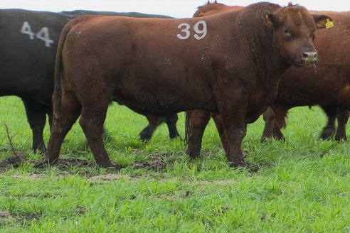 Día de Campo Estancia Don Pastor - Lucas Norte, Entre Ríos - Previa del Remate del 4 de Agosto 2023