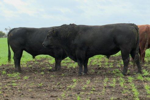 Día de Campo Estancia Don Pastor - Lucas Norte, Entre Ríos - Previa del Remate del 4 de Agosto 2023