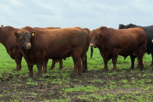 Día de Campo Estancia Don Pastor - Lucas Norte, Entre Ríos - Previa del Remate del 4 de Agosto 2023