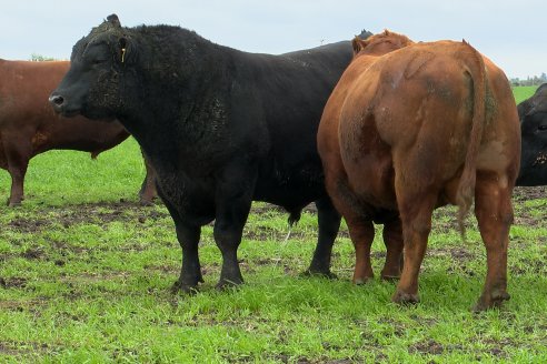 Día de Campo Estancia Don Pastor - Lucas Norte, Entre Ríos - Previa del Remate del 4 de Agosto 2023