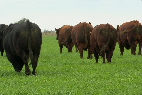 Día de Campo Estancia Don Pastor - Lucas Norte, Entre Ríos - Previa del Remate del 4 de Agosto 2023