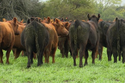 Día de Campo Estancia Don Pastor - Lucas Norte, Entre Ríos - Previa del Remate del 4 de Agosto 2023