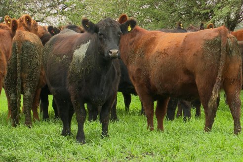 Día de Campo Estancia Don Pastor - Lucas Norte, Entre Ríos - Previa del Remate del 4 de Agosto 2023